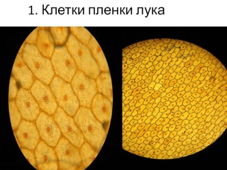 Срезы