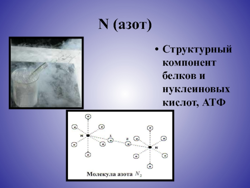 Азот белки. Структурный компонент белков и нуклеиновых кислот. Структурный компонент белка. Структурные элементы химия. Азот в белках и нуклеиновых кислотах.