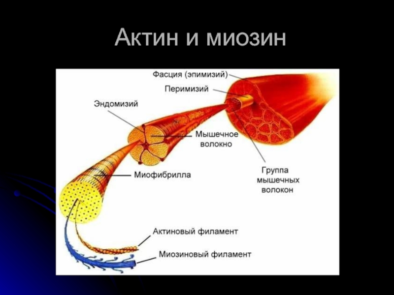 Сокращение актина и миозина. Актин и миозин. Актин и миозин в мышцах. Строение мышцы актин и миозин. Белок актин и миозин.