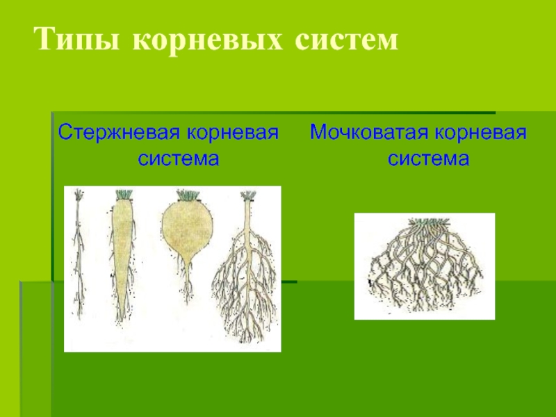 Петрушка какая корневая система мочковатая или стержневая. Типы корневых систем стержневая и мочковатая. Стержневая и мочковатая корневая система. Мочковатая корневая система злаков. Петрушка мочковатая или стержневая.