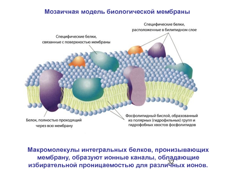 Мембрана клеток включает. Жидкостно-мозаичная модель плазматической мембраны. Жидкостно мозаичная модель клеточной мембраны. Жидкостно-мозаичная модель строения мембраны. Жидкостно-мозаичная структура мембран.