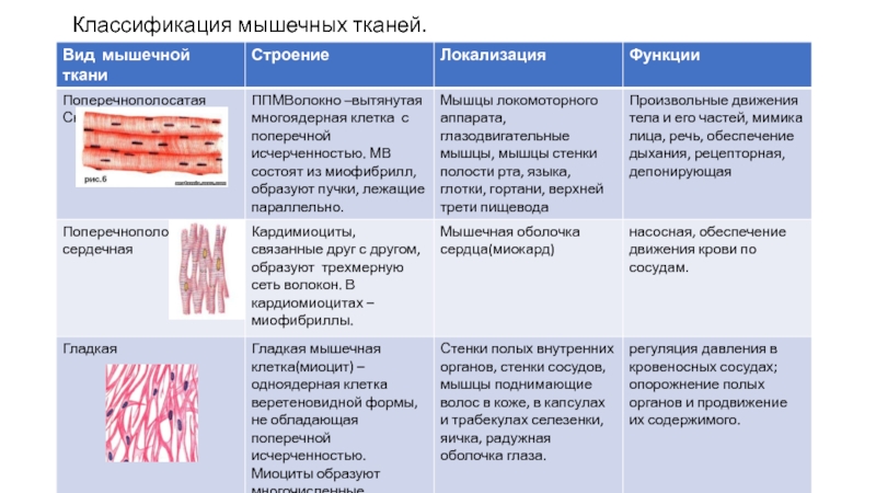 Мышечная ткань человека характеристика. Классификация мышечной ткани. Классификация мышечной ткани гистология. Мышцы классификация строение функции. Классификация мышц таблица.