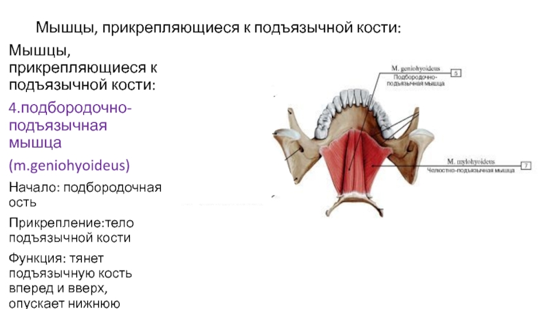 Мышцы расположенные ниже подъязычной кости