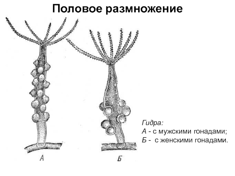 Размножение гидры