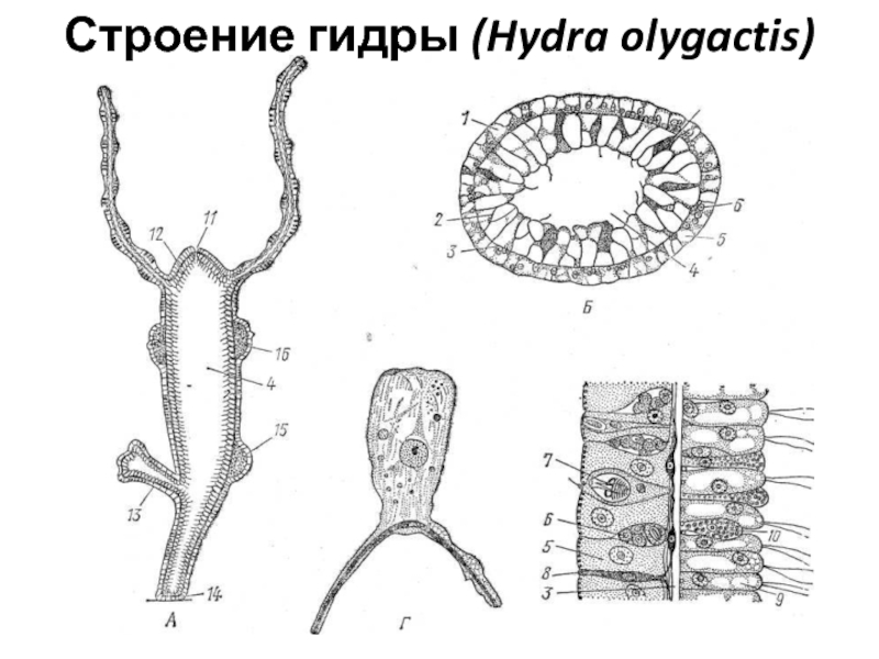 Строение клеток гидры