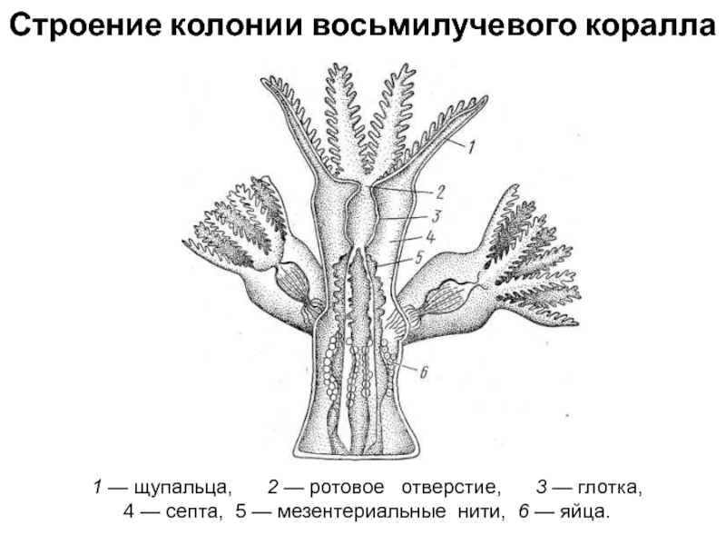 Сравнительная характеристика шести и восьмилучевых кораллов. Коралловые полипы строение. Строение коралловых полипов схема. Строение восьмилучевого коралла. Строение колониального полипа.