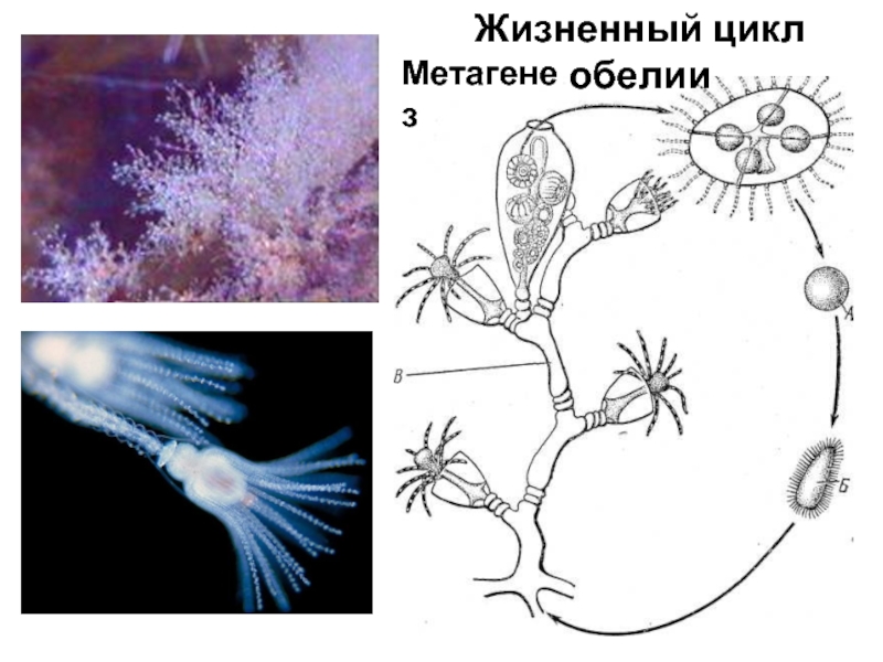 Жизненный цикл полипа. Обелия жизненный цикл. Жизненный цикл Obelia. Жизненный цикл ГИДРОИДА обелии. Обелия гидра жизненный цикл.