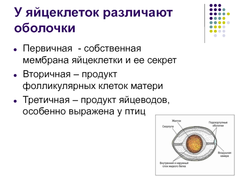 Яйцеклетка строение. Схема строения яйцеклетки. Первичные вторичные и третичные оболочки яйцеклетки. Яйцевые оболочки яйцеклетки. Строение яйцеклетки оболочки.