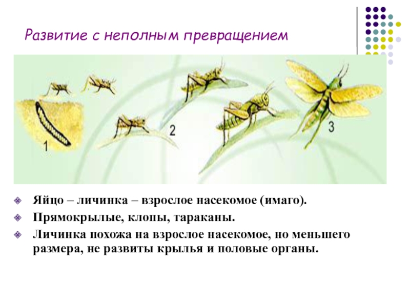 Какой тип питания характерен для богомола обыкновенного изображенного на рисунке