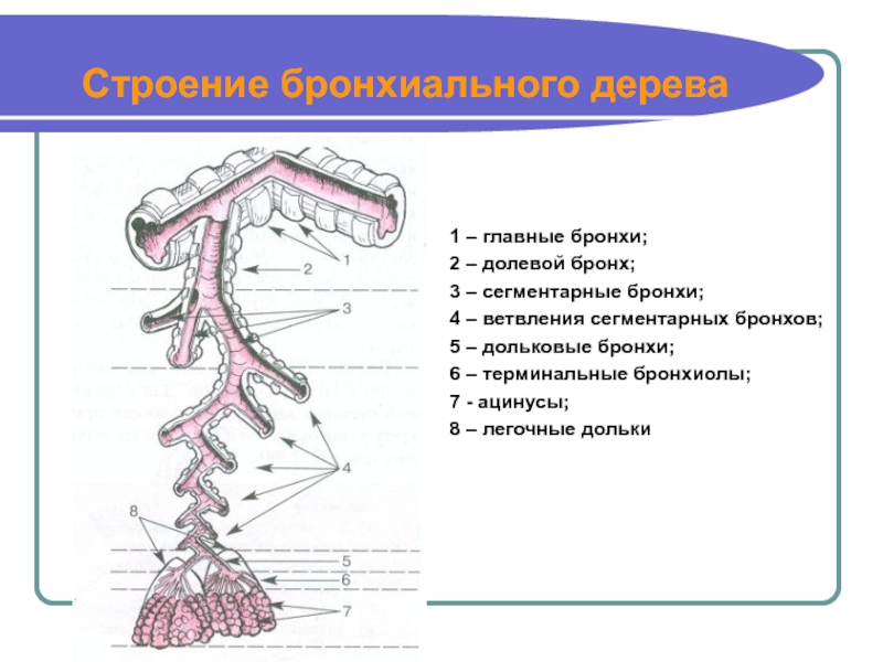 Ветвление крупных бронхов происходит в органе который обозначен на рисунке буквой