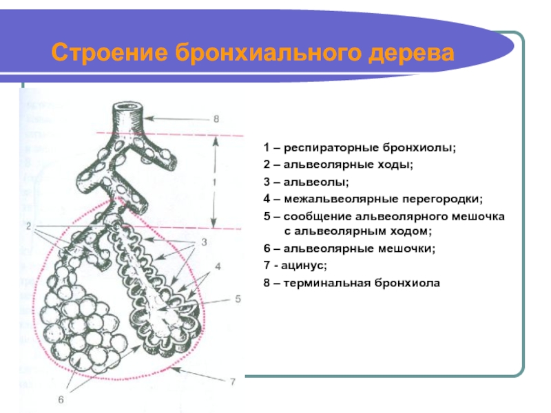 Бронхиолы это. Структура бронхиального дерева альвеолы. Строение бронхиального дерева и ацинуса. Альвеолярное дерево анатомия строение.