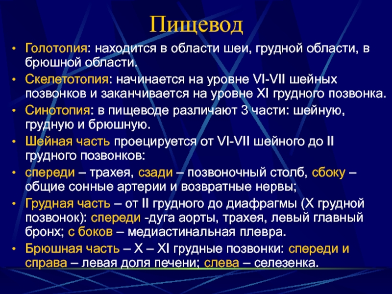 Синтопия скелетотопия. Скелетотопия пищевода. Голотопия пищевода. Пищевод скелетотопия голотопия. Топография пищевода синтопия голотопия.