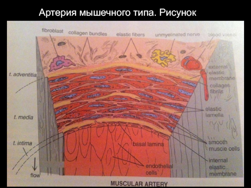 Рисунок артерии мышечного типа