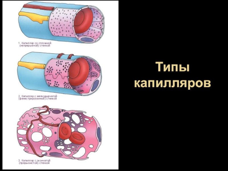 Строение капилляров. Фенестрированный эндотелий капилляра. Функции капилляров фенестрированного типа. Строение соматического капилляра. Типы капилляров гистология.