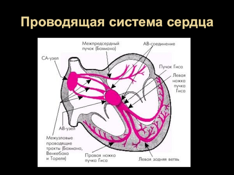 Проводящая система сердца. Проводящая система сердца межпредсердный пучок. Элементы проводящей системы сердца на латыни. Узлы и пучки проводящей системы сердца. Функции проводящей системы сердца.