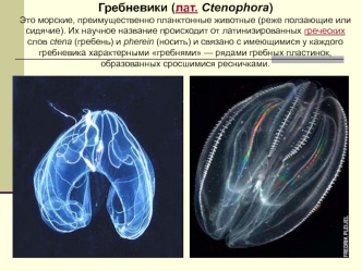 Гребневики (лат. Ctenophora)