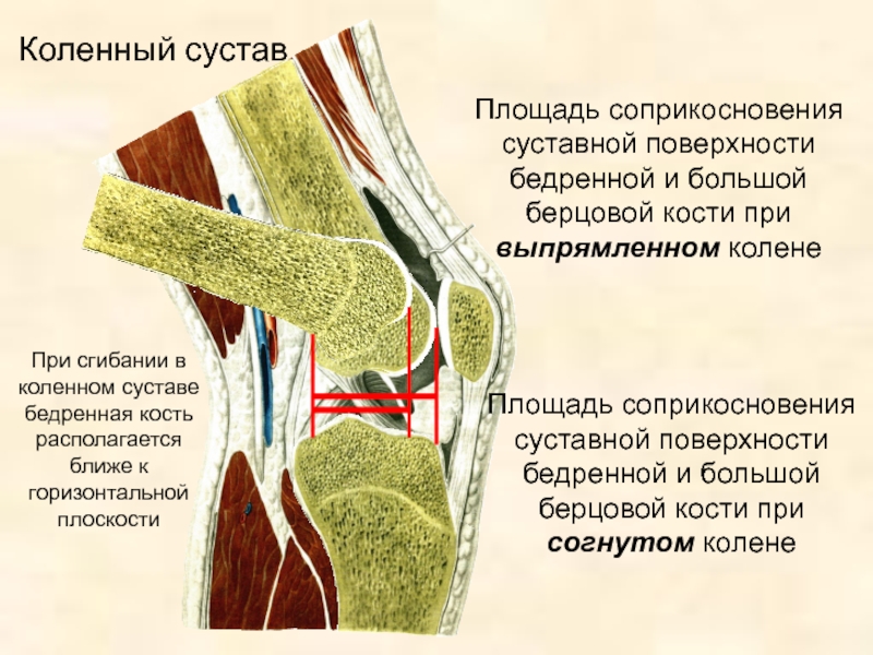 Завороты коленного сустава схема