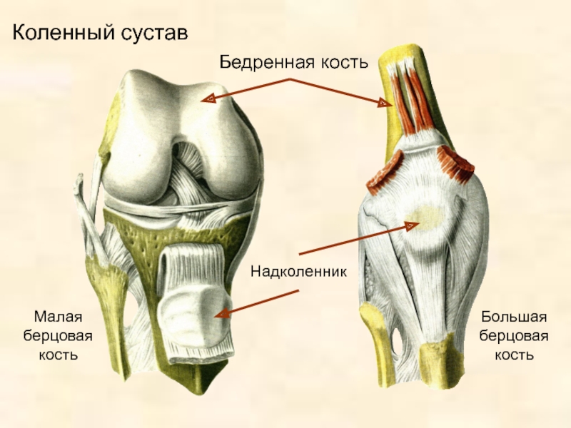 Со связками. Коленный сустав Тип сустава. Надколенник коленного сустава. Форма коленного сустава анатомия. Коленная чашечка Тип кости.