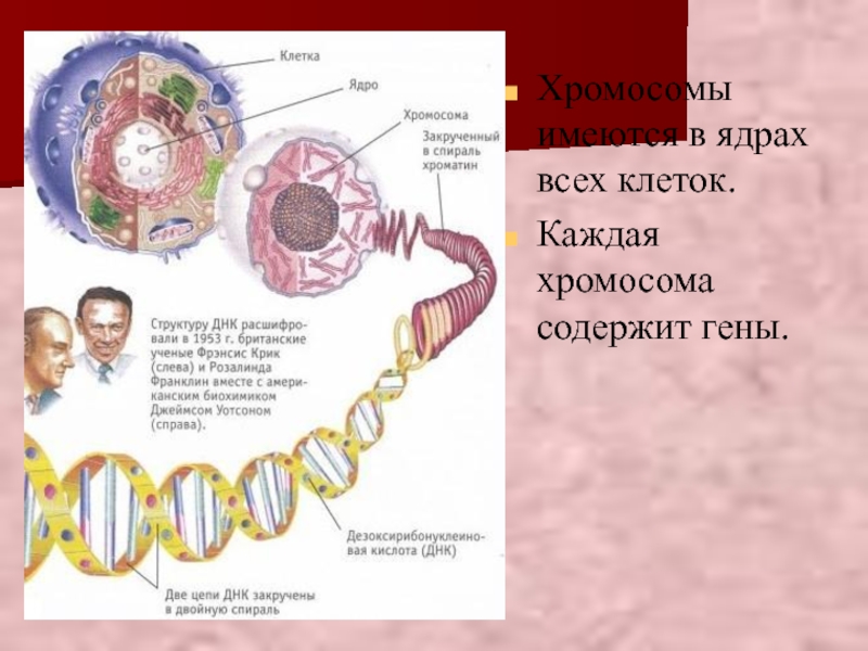 Структурные гены содержат