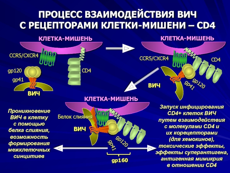 Вич белок. Белок рецептора cd4. Взаимодействие ВИЧ С клеткой. Рецепторы для ВИЧ на клетках-мишенях. Этапы взаимодействия ВИЧ С клеткой.