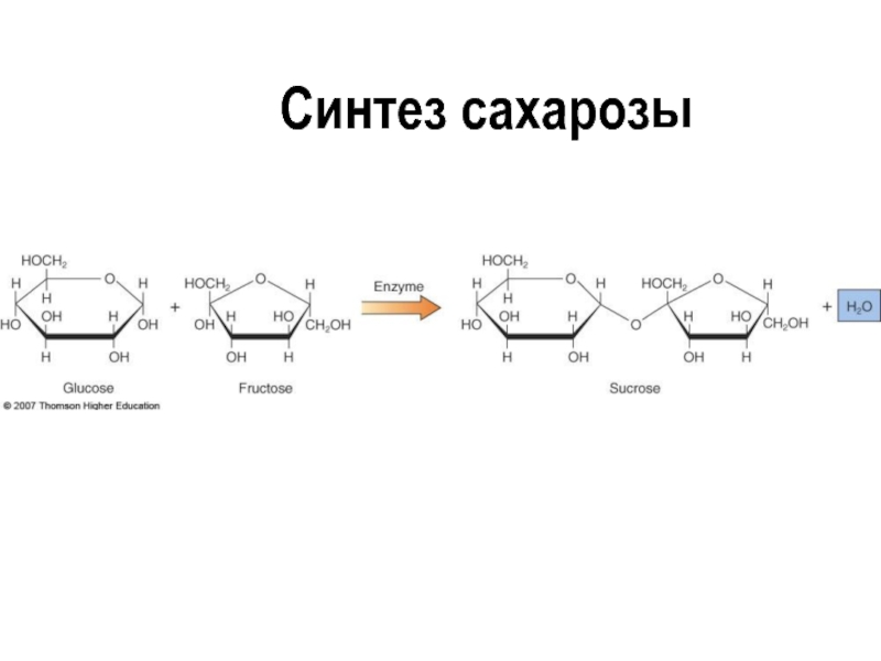 Полимер состоящий из сахарозы