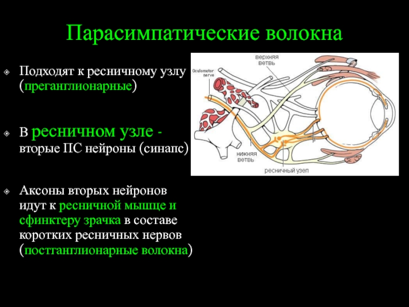 Преганглионарные симпатические нейроны