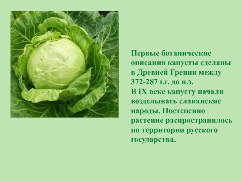 Первые ботанические описания капусты сделаны в Древней Греции между 372-287 г.г. до