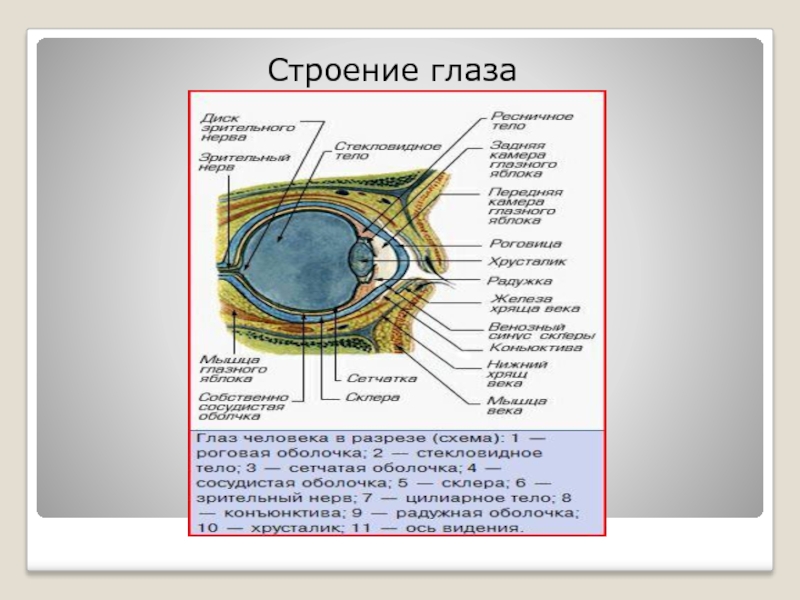 Строение глаза человека фото с описанием в разрезе