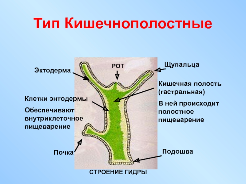 Какие признаки характерны для животного изображенного на рисунке гидра