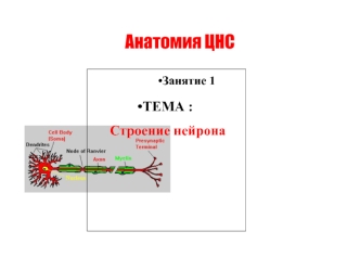 Строение нейрона