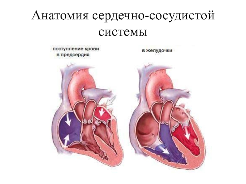 Ревмокардит. Сердечный клапан ревматизм. Ревматическое поражение сердца. Ревматизм поражение сердца. Поражение сердца при ревматизме.