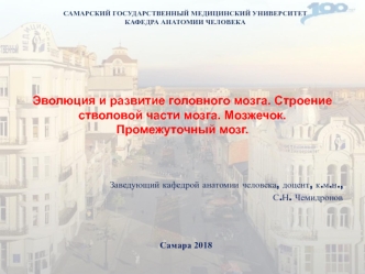 Эволюция и развитие головного мозга. Строение стволовой части мозга. Мозжечок. Промежуточный мозг