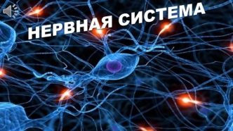 значнние нервной системы для человека