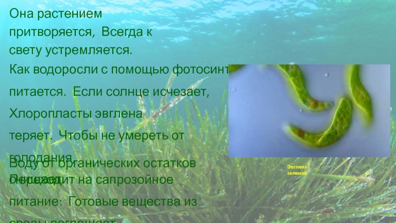 Водоросли поглощают воду. Эвглена зеленая водоросль. Цветение воды эвглена зеленая. Эвглена зеленая в аквариуме. Поглощают воду водоросли.