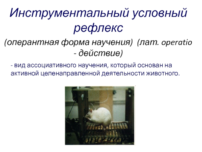 Суть условных рефлексов. Инструментальный условный рефлекс. Инструментальные условные рефлексы. Инструментальные оперантные условные рефлексы. Оперантный условный рефлекс пример.