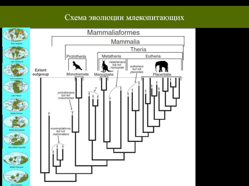 Заполните схему эволюция. Эволюция схема. Схема коэволюции. Эволюционное Древо млекопитающих. Эволюция видов схема.