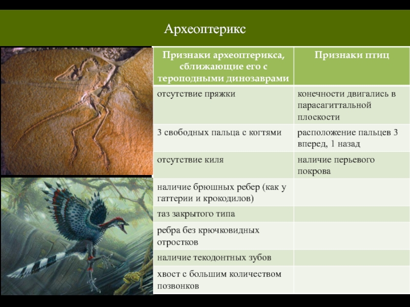 Используя рисунок 183 назовите особенности строения археоптерикса