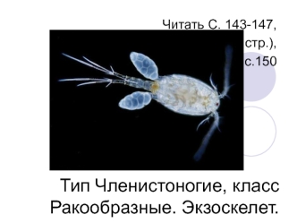 Тип Членистоногие, класс Ракообразные