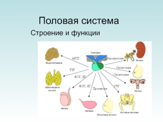 Половая система. Строение и функции