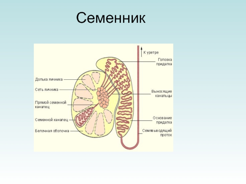 Семенники