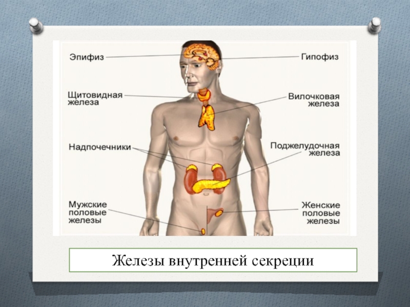 Расположение желез внутренней и смешанной секреции рисунок