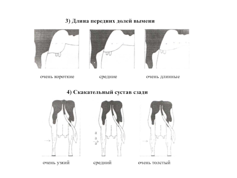 Длина передней