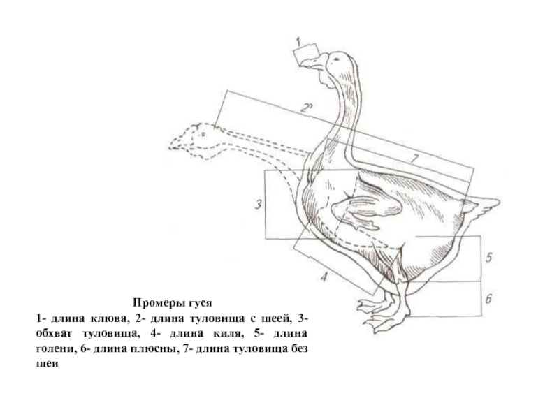 Анатомия гуся в картинках
