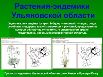 Растения-эндемики Ульяновской области