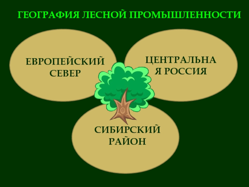 Презентация по географии лес