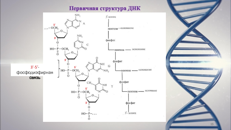 Структура днк фото