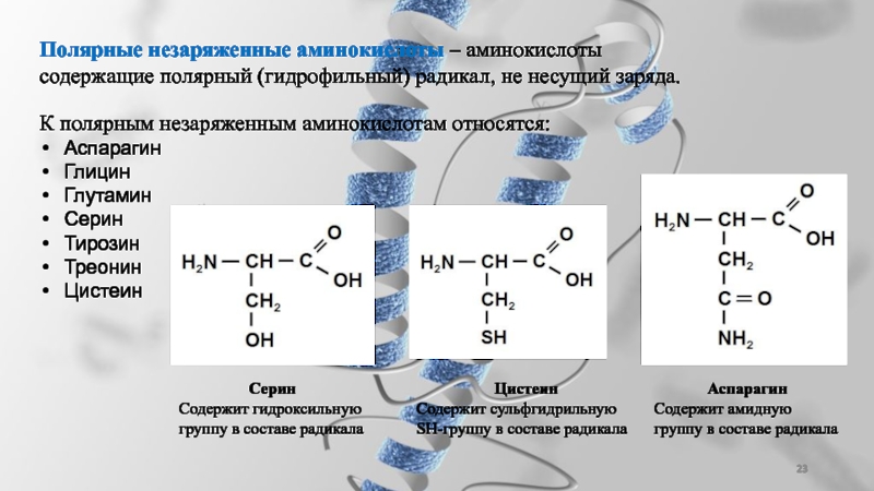 Аминокислоты относятся к соединениям. Цистеин+треонин+глицин. Аспарагин и серин. Аминокислота с амидной группой в радикале. Полярные незаряженные аминокислоты.
