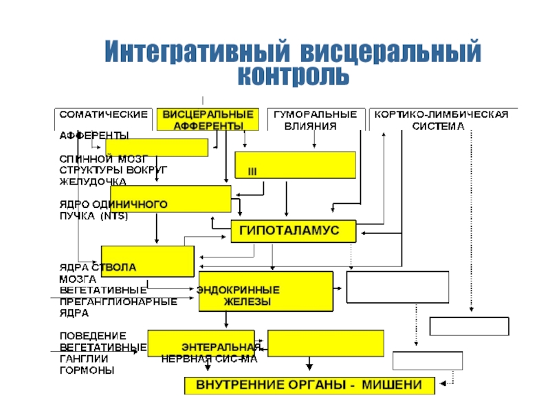 Висцеральный анализатор презентация