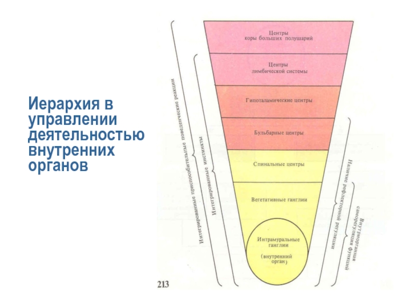 Деятельность внутренних органов. Иерархия в природе. Иерархия в религиозных орденах. Иерархия в аптеке. Иерархия МС клубов.