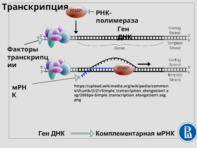 Синтезируется рнк полимеразой. РНК полимераза 2. Транскрипция РНК. Функции РНК полимеразы. РНК полимераза функции.